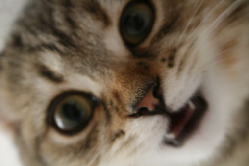 tiga