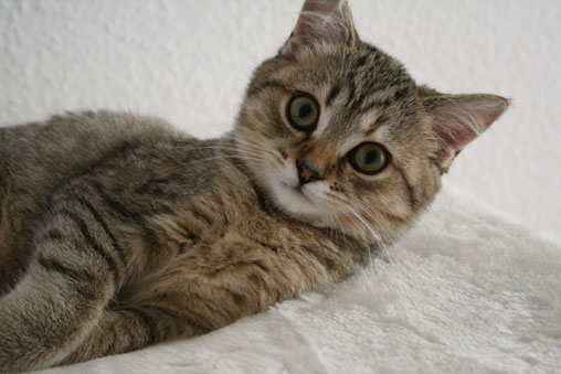 tiga