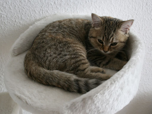tiga