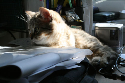 tiga
