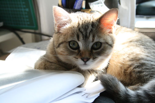 tiga