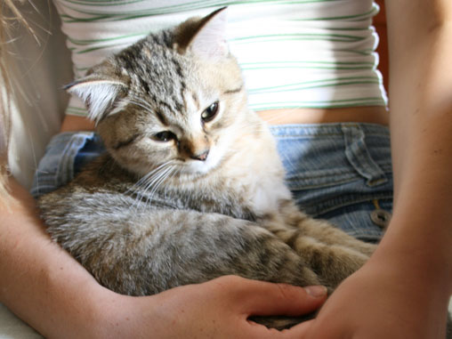 tiga