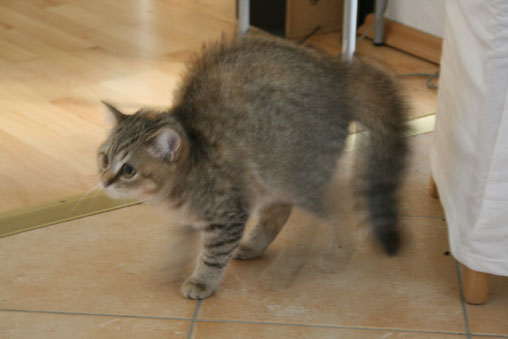 tiga