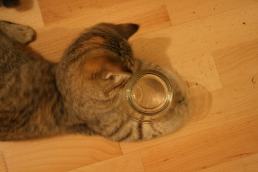 tiga