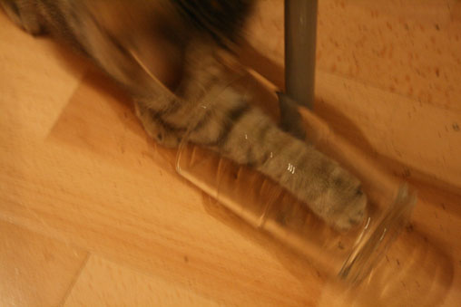 tiga