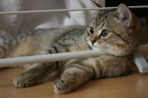 tiga