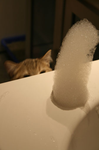 tiga