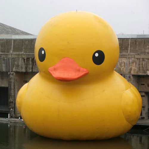 duck.jpg