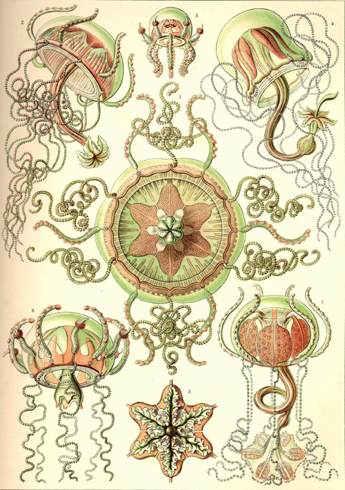 haeckel_01