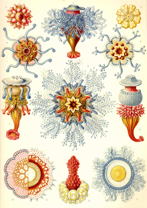 haeckel_02