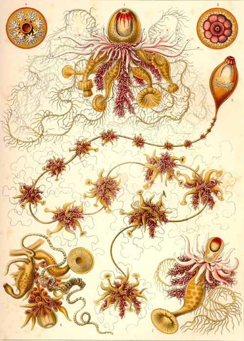 haeckel_04
