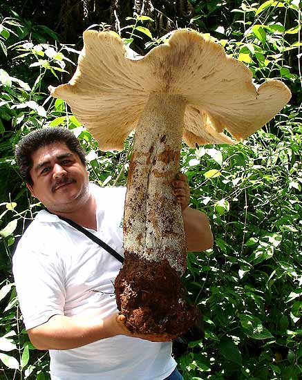 mushroom.jpg