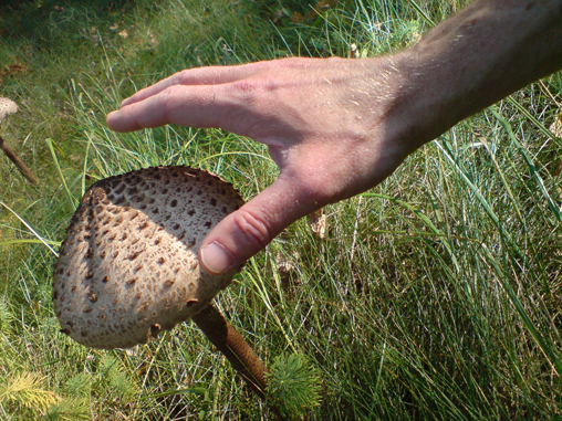 stinkipilz1.jpg
