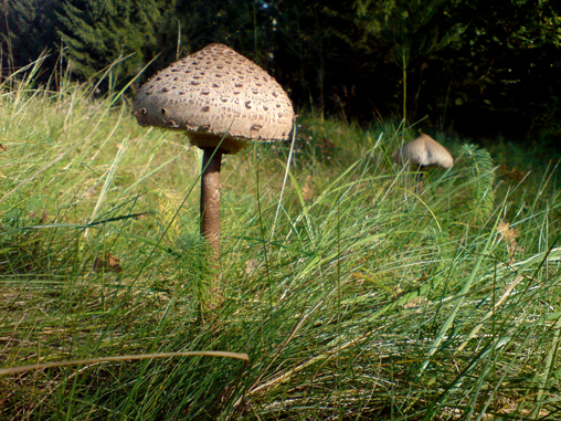 stinkipilz2.jpg